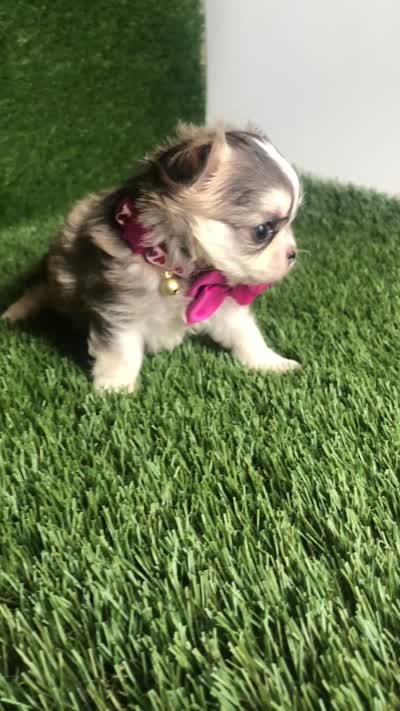 PuppyCakes , a female Chihuahua for sale in Houston, TX – 10 of 10