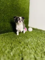 Zoe, a female Chihuahua for sale in Houston, TX – 9 of 10