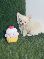 Teacup Tiny sz. Cloud NINE pics 10/27/26., a male Chihuahua for sale in Houston, TX – 6 of 9
