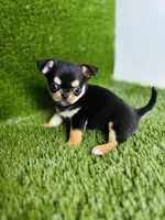 Crush , a male Chihuahua for sale in Houston, TX – 9 of 10