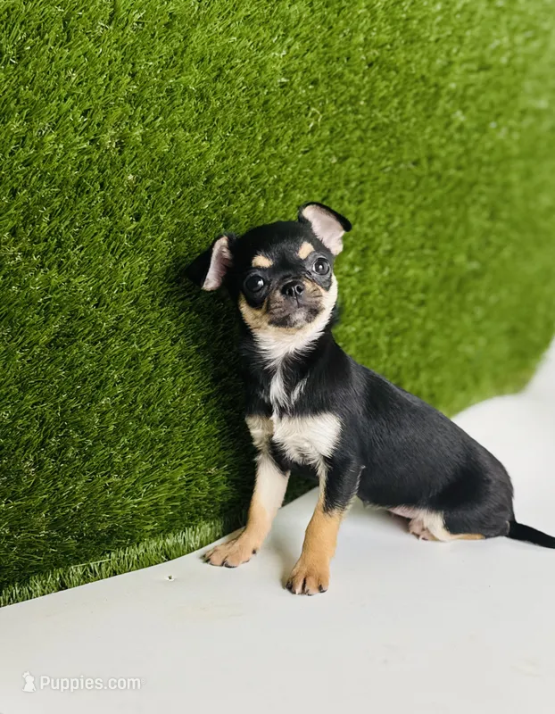 Paisley Teacup sz. – Chihuahua puppy for sale in Houston, TX
