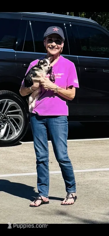 Libby Lou  Husky Domino  – Chihuahua puppy for sale in Houston, TX