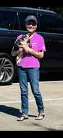 Libby Lou  Husky Domino , a female Chihuahua for sale in Houston, TX – 1 of 10