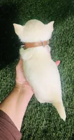 Kilo , a male Chihuahua for sale in Houston, TX – 7 of 8