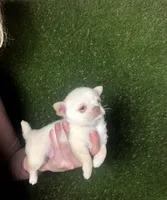 Kilo , a male Chihuahua for sale in Houston, TX – 2 of 8