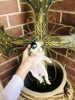 Libby Lou , a female Chihuahua for sale in Houston, TX – Photo 5 of 9