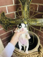 Libby Lou , a female Chihuahua for sale in Houston, TX – Photo 2 of 9