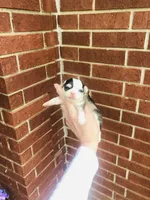 Libby Lou , a female Chihuahua for sale in Houston, TX – Photo 4 of 9