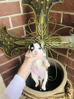 Libby Lou , a female Chihuahua for sale in Houston, TX – Photo 6 of 9