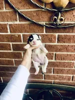 Libby Lou , a female Chihuahua for sale in Houston, TX – Photo 9 of 9