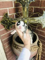 Libby Lou , a female Chihuahua for sale in Houston, TX – Photo 1 of 9