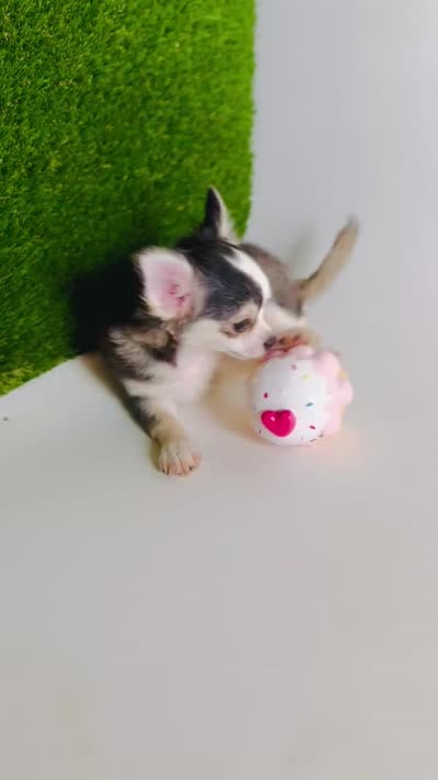 Libby Lou , a female Chihuahua for sale in Houston, TX – 10 of 10
