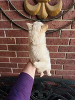 Biscuit , a male Chihuahua for sale in Houston, TX – 8 of 10
