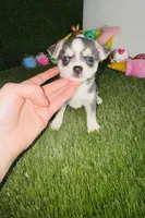 Prince  Blue Eyes, a male Chihuahua for sale in Houston, TX – 4 of 10