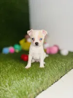 Blue eyed Remington REMI  , a male Chihuahua for sale in Houston, TX – 5 of 8