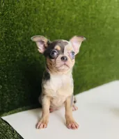 REY Rain Drop blue merle blue eye, a female Chihuahua for sale in Houston, TX – 7 of 10