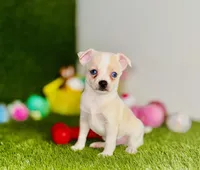 Blue eyed Remington REMI  , a male Chihuahua for sale in Houston, TX – 3 of 8