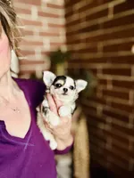 Libby Lou , a female Chihuahua for sale in Houston, TX – 3 of 10