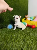 Opal, a female Chihuahua for sale in Houston, TX – 3 of 8