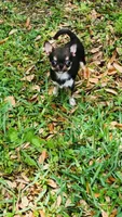 Micro Kingsley   Tri colored, a male Chihuahua for sale in Houston, TX – 3 of 6