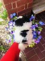 Unique Phantom  OMG LOOK Micro Teacup, a female Pomeranian for sale in Houston, TX – 8 of 8