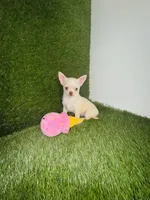 Kilo update 10/10/26, a male Chihuahua for sale in Houston, TX – 4 of 10