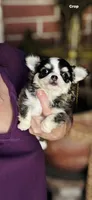 Birkin , a female Chihuahua for sale in Houston, TX – 8 of 10