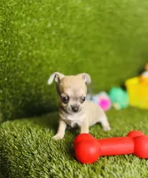 MudPie, a male Chihuahua for sale in Houston, TX – 4 of 10