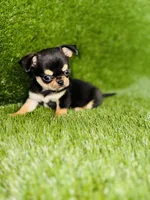 Crush , a male Chihuahua for sale in Houston, TX – 4 of 10