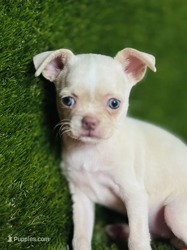 Rhiannon HOLD   Vanilla Bean – Chihuahua puppy on hold in Houston, TX
