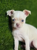 Rhiannon HOLD   Vanilla Bean, a female Chihuahua for sale in Houston, TX – 1 of 10