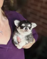 Blue Berry Puptart, a male Chihuahua for sale in Houston, TX – 4 of 10