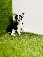 Pedro Tri colored Gorgeous , a male Chihuahua for sale in Houston, TX – 5 of 10