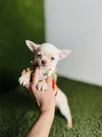 Kilo update 10/10/26, a male Chihuahua for sale in Houston, TX – 5 of 10