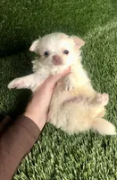 Cloud NINE , a male Chihuahua for sale in Houston, TX – 5 of 10