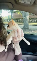 Buttercup Small Apple head , a female Chihuahua for sale in Houston, TX – 8 of 10