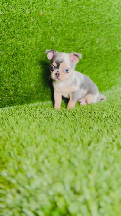 Bubbles blue merle blue eye, a female Chihuahua for sale in Houston, TX – 10 of 10