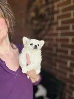 Biscuit , a male Chihuahua for sale in Houston, TX – 3 of 10