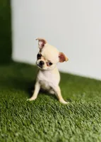 Buttercup Teacup Small Apple head , a female Chihuahua for sale in Houston, TX – 4 of 10