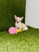 Kilo update 10/10/26, a male Chihuahua for sale in Houston, TX – 9 of 10