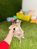 AKC Crumble, a female Chihuahua for sale in Houston, TX – 4 of 10
