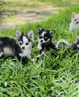 Birkin , a female Chihuahua for sale in Houston, TX – 7 of 10