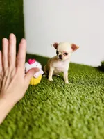 Buttercup Teacup Small Apple head , a female Chihuahua for sale in Houston, TX – 7 of 10