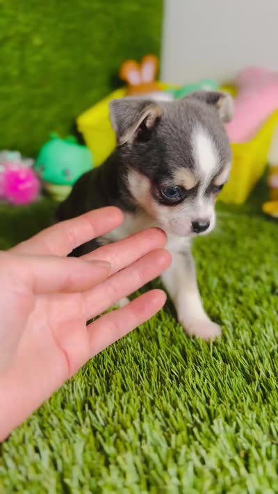Prince  Blue Eyes, a male Chihuahua for sale in Houston, TX – 10 of 10