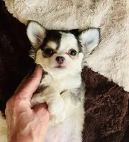 Libby Lou , a female Chihuahua for sale in Houston, TX – 10 of 10
