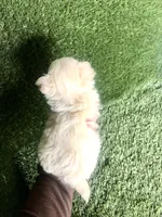 Cloud NINE , a male Chihuahua for sale in Houston, TX – 7 of 10