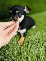 Paisley Teacup sz., a female Chihuahua for sale in Houston, TX – 2 of 10
