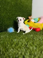 Opal, a female Chihuahua for sale in Houston, TX – 2 of 8
