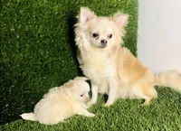 PuppyCakes , a female Chihuahua for sale in Houston, TX – 5 of 10
