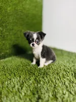 Zoe, a female Chihuahua for sale in Houston, TX – 8 of 10